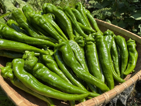 舞鶴特産品【万願寺とうがらし】超逸品　甘くて肉厚!! 農薬化学肥料不使用 １ｋｇ