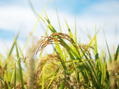 【令和7年新米】【6ヶ月定期】新潟県保内産コシヒカリ 4.8kg