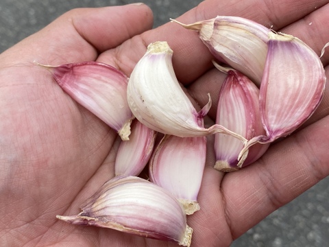 本場スペインの味！　香り高くマイルドなスペインにんにく　アホモラード　【1kg】