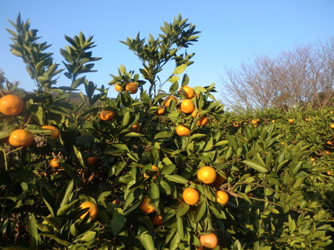【全額寄付販売 大分県佐賀関火災】温州ミカン慣行栽培　【農薬使用】早生みかん5キロ