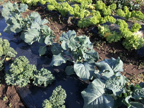 【贈り物にも！】菊芋入り/彩り豊かな野菜の秋冬野菜10種類前後/めずらしい野菜も入ってるかも？【農薬・化学肥料不使用】