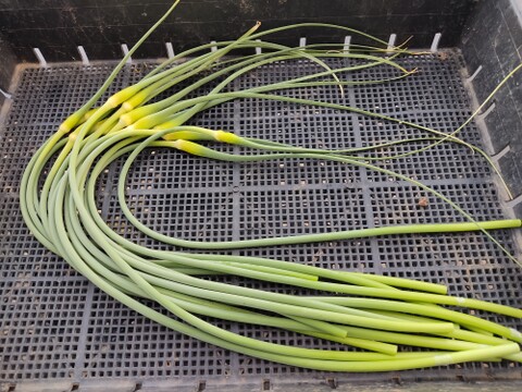 ✨希少！国産ニンニクの芽　約1kg✨採れたて直送｜やわらかく甘い春のごちそう🥬農薬・化成肥料不使用✨