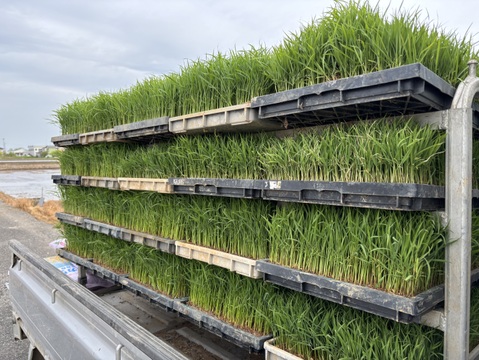 令和６年　石川県産　特別栽培ミルキークイーン　玄米30キロ 楽天市場】新米 米 玄米 30kg ミルキークイーン 30kg×1袋 令和7