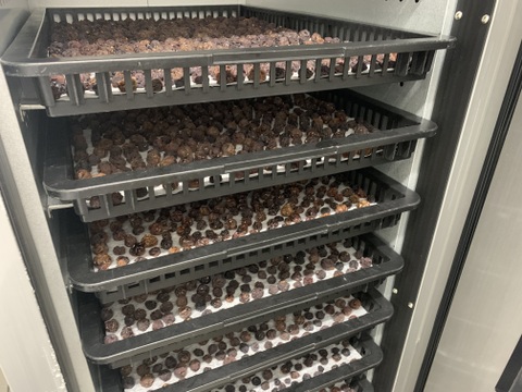 無添加 干しぶどう ベーリーA&シャインマスカット２袋セット販売レーズン ドライフルーツ