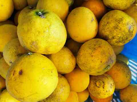 【訳あり】甘い白ワタと果肉で独自の風味を味わえるニューサマーオレンジ！ 5キロB品