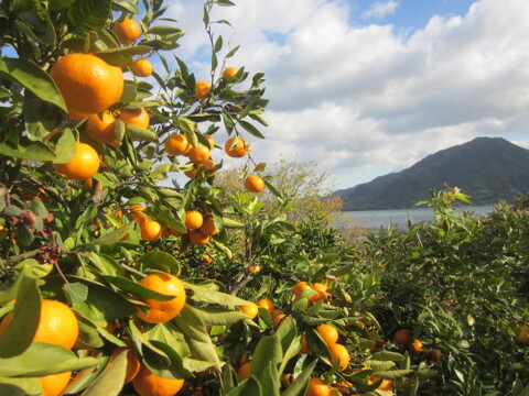 【えひめ・しまなみの島あまなつ】瀬戸内海よりお届け！いまが旬の木なり甘夏みかん５㎏【約１５～２０個・サイズ混合・ご家庭用】程よい甘みと爽やかな酸味が魅力の柑橘です！