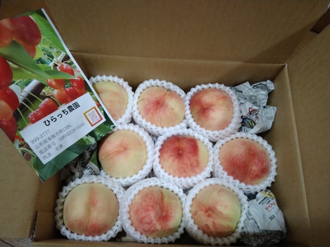 ８月上旬～　あかつき(家庭用)　１．５ｋｇ（４～９玉）