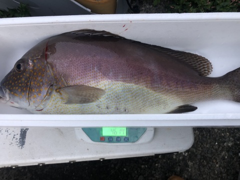 【活き締め】コロダイ4kg〜5kg 刺身用