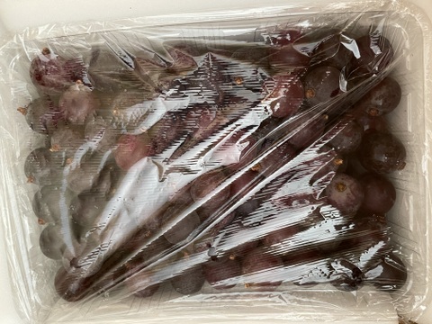 🍃🍇ジャム•ジュース加工用巨峰粒✤訳アリ巨峰粒パック🍇🍃【2025ご家庭用🉐大パック約1,500㌘】雹傷＆猛暑被害訳アリ/内容変更/再々追加販売中