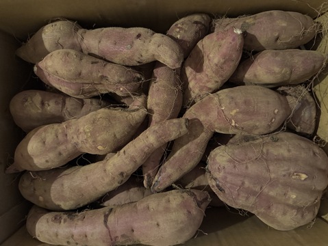【訳あり　新物】土付き　べにはるか　さつまいも　20kg 規格外