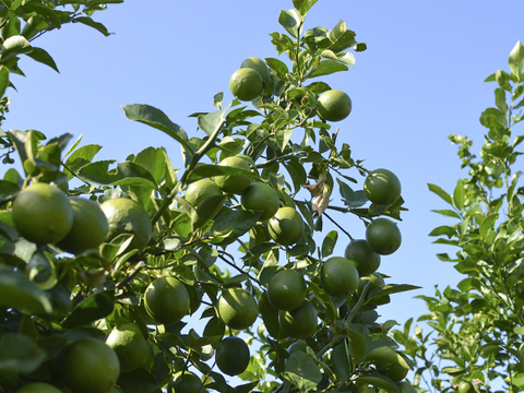 【栽培期間中農薬不使用】グリーン レモン 2kg（防腐剤・ワックス不使用）【訳アリ品】静岡県磐田市産