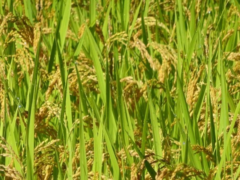 【数量限定】はせ掛け自然乾燥米(５㎏)