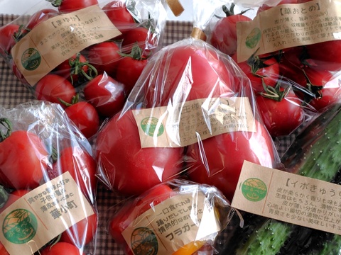 今が旬真っ只中♪ ぶるベジトマト🍅食べ比べ！朝モギきゅうり🥒３本付き！【トマト🍅たっぷり♪】