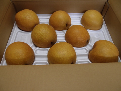 【冬ギフト】鳥取県産 王秋 梨 5kg