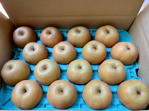 夏の定番🍏　千葉県産【幸水】5㎏　お手頃サイズ『14～20玉入』市川のなし・秀品