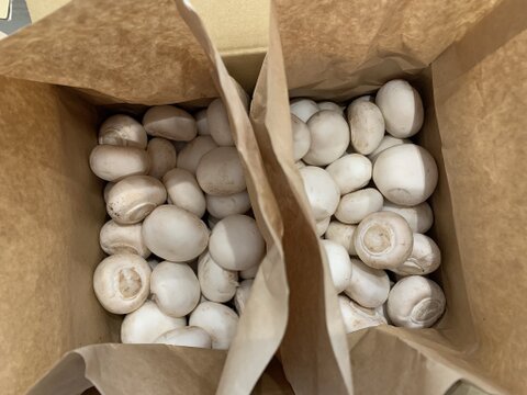 【要冷蔵】【バラ詰め2kg】生で食べられる新鮮マッシュルーム🍄