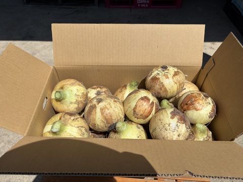 【Big Time Onion】Legendサイズ厳選セット　10kg
