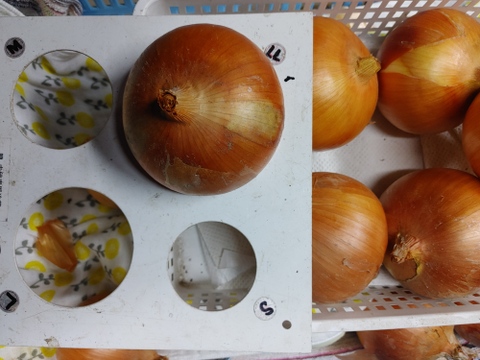 大好評，地層が違う淡路島、大玉ターザン(風袋込み２キロ)