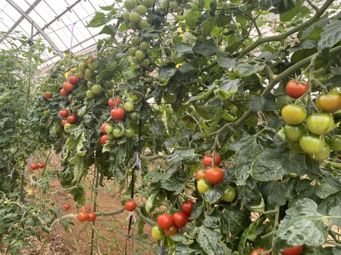 【お試し割中】艶り！ジューシー♥レッドオーレトマト🍅1kg