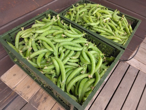 グリーンピースのクリームスープ