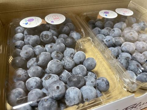 【2025最後の受付！有機JAS認証】信州安曇野の大地の力で育ったオーガニックブルーベリー（1kg)【生食用】