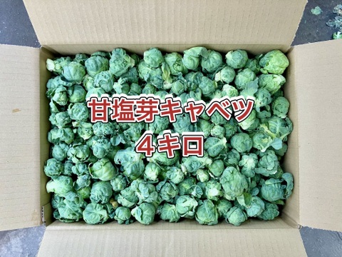 【鹿児島産】甘塩芽キャベツ箱込み4キロ^_^