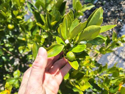 【農薬化学肥料不使用】カラマンシー入り野菜セット【８種類以上の野菜】【金曜日発送】【熨斗(のし)対応可】【８０サイズ箱】