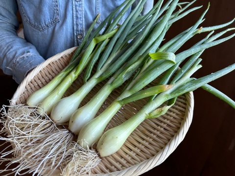 奥出雲産自然栽培葉たまねぎ(500g)