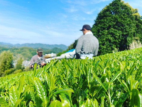 【有機煎茶やぶきたみどり（100ｇ×3袋）とほうじ茶(200g×2袋）】農薬・化学肥料栽培期間中不使用