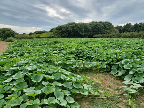 JGAP認証！カボチャ「3種食べ比べセット」ご家庭用・9㎏