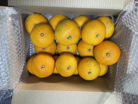 【栽培中農薬不使用】
ハッサク(八朔)　箱込み4.5㎏以上　1個200g～300g（Ｓ・Ｍサイズ）