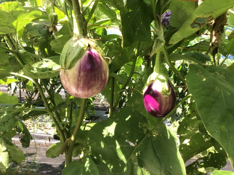 ロッサビアンコ1kg以上