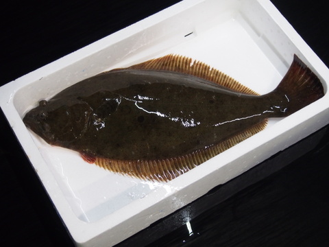 捕れ次第発送 天然ヒラメ ２ 前後 岡山県産の魚 食べチョク 産地直送 産直 お取り寄せ通販 農家 漁師から旬の食材を直送