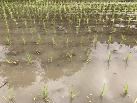 【アワード受賞福袋】有機野菜5～7種とお米（お試しサイズ×２袋）、加工品の詰め合わせセット