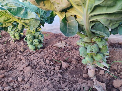 ✨農薬・化成肥料不使用の新鮮芽キャベツ約300g+コカブ約1㎏✨冬の温かい食卓セット😊
