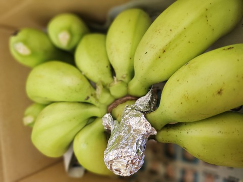 【数量限定】めっちゃフルーティー！やんばるの島バナナ1kg（農薬・肥料不使用）