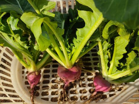 ✨農薬・化成肥料不使用のコカブ食べ比べセット750g✨