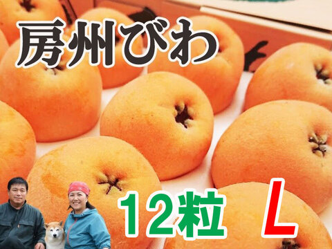 6月上旬～中旬発送『房州びわ/枇杷 Lサイズ12個入り』南房総市産の大実の枇杷を農家から