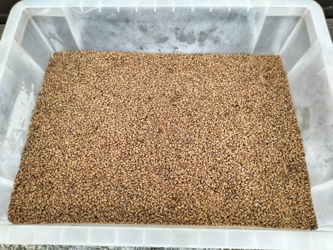 【自然栽培】玄小麦　１．５ｋｇ