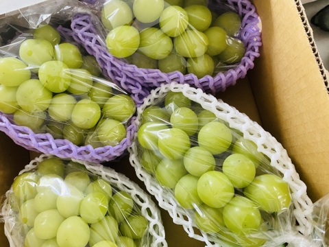 人気NO.1商品！！2025年★冷蔵★2㎏ 3～5房★種なしシャインマスカット★朝どれ　９月上旬より順次発送！生産量日本一の山梨県産★