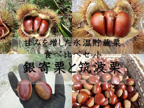 【甘い栗食べ比べ 銀寄栗と筑波栗】 甘みを上げた氷温貯蔵 自然栽培栗