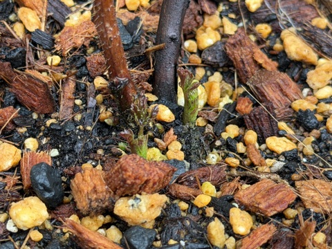 【ラズベリー鉢植え】当ファームで栽培しているラズベリーです【観賞用】【木】【ポット】