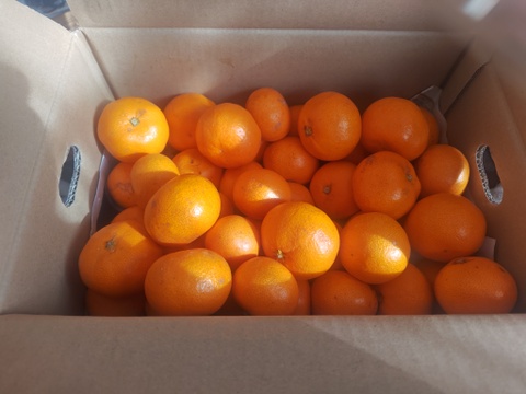 越冬蔵出しみかん　小玉3キロ　有田みかん