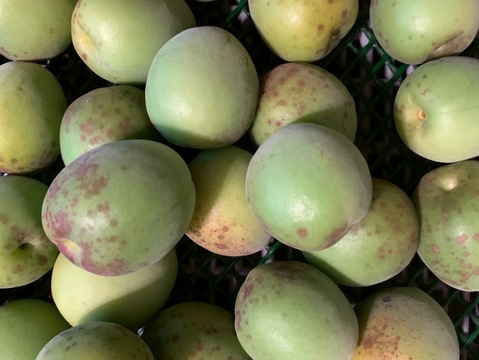 まじりっけなし！梅シロップ•梅酒に最適！『色づき梅郷』3kg 自然栽培の梅。農薬不使用