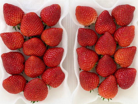 【四つ星級の甘さ】福岡県産よつぼし500g｜福岡県エコ農産物認証！