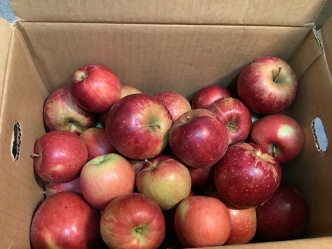 終了間近！家庭用訳あり紅玉箱込5.5キロバラ詰　りんご