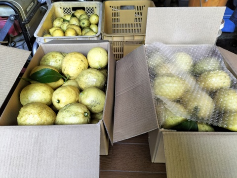 【訳あり】広島県産「これが夏レモン」《約18〜20個入》4kg以上