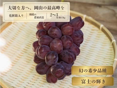 お中元 お盆 シーズンにお届け可能 幻の希少品種 富士の輝 き 2房～3房 1.5キロ以上お入れ致します