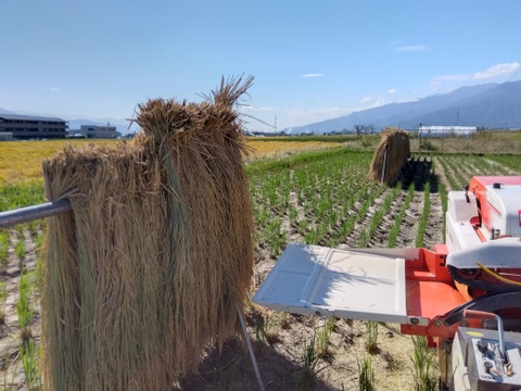 長野県産2025年度もち米　かぐらもち