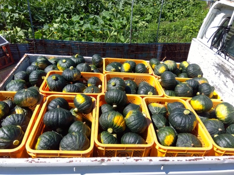 少しだけ食べたい方へ【すぐ出荷出来ます】
秋のかぼちゃも大人気です。
濃厚な甘みブラックのジョー（栗かぼちゃ）
１玉（１．５Ｋｇ以上）１２５０円　
ホクホクでしっとりとした甘みの栗かぼちゃです。